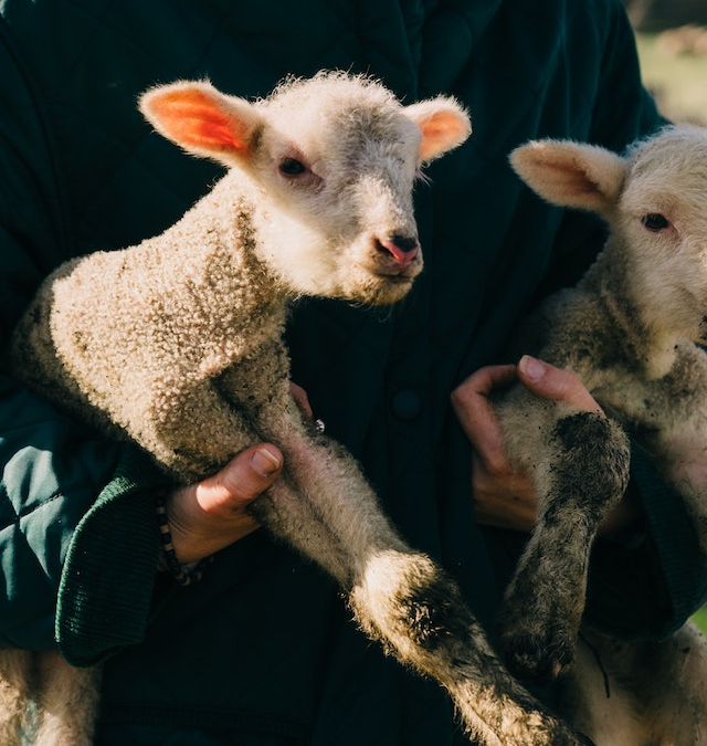 baby-lamb-cropped
