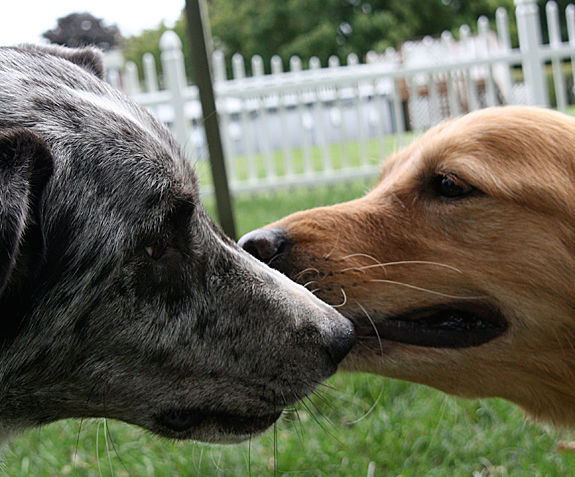 dogs-kissing-cropped